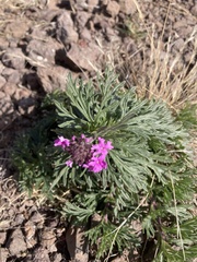 Glandularia wrightii