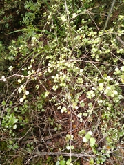 Neomyrtus pedunculata