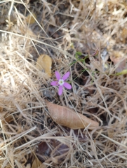 Centaurium cachanlahuen