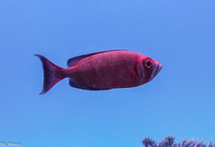 Priacanthus hamrur