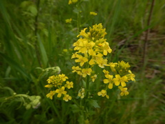 Barbarea