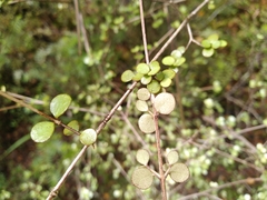 Neomyrtus pedunculata