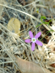 Centaurium cachanlahuen
