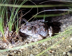 Poyntonophrynus beiranus