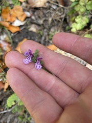Stachys grandidentata