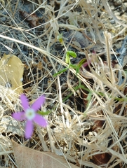 Centaurium cachanlahuen