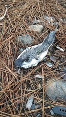 Lagocephalus sceleratus