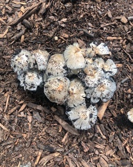 Coprinopsis annulopora