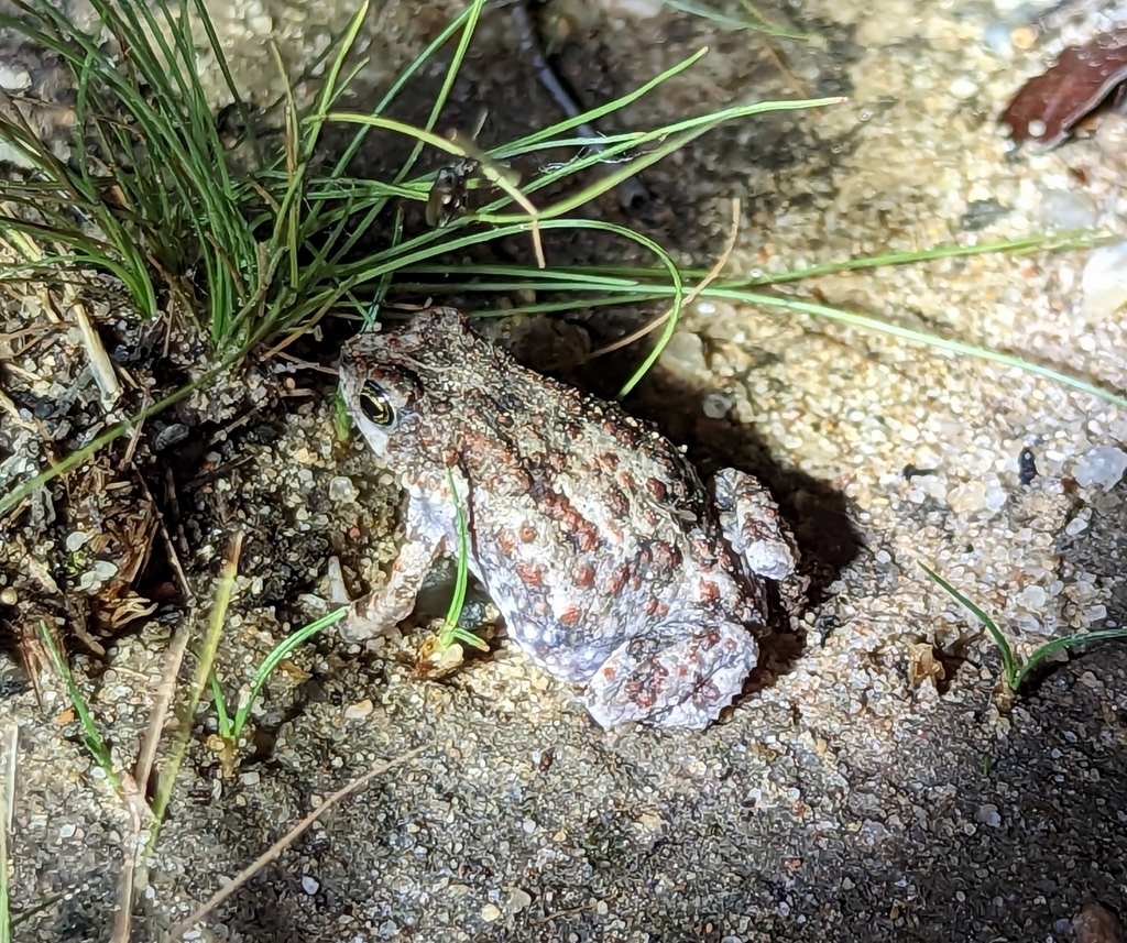 Beira Pygmy Toad