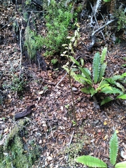 Gastrodia cunninghamii