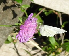Pieris napi