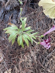 Stachys grandidentata