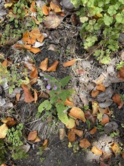 Stachys grandidentata