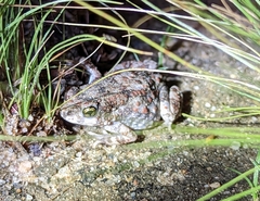 Poyntonophrynus beiranus