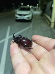 Oryctes nasicornis corniculatus