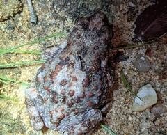 Poyntonophrynus beiranus