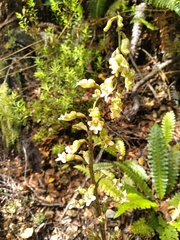 Gastrodia cunninghamii