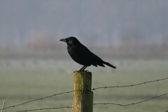 Corvus corone corone