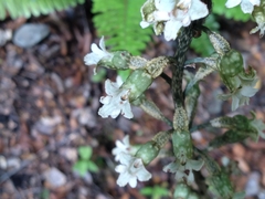 Gastrodia cunninghamii