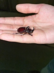 Oryctes nasicornis corniculatus