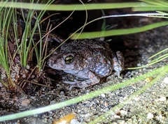 Poyntonophrynus beiranus