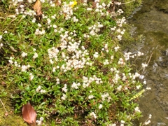 Anaphalioides trinervis