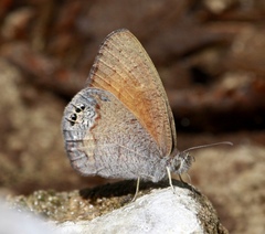 Cyllopsis pertepida