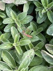 Zelus cervicalis