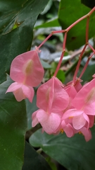 Begonia