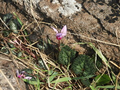 Cyclamen persicum