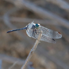 Micrathyria aequalis