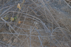 Micrathyria aequalis