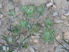 Atractylis cancellata