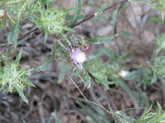 Atractylis cancellata