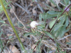 Atractylis cancellata