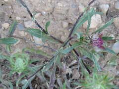 Atractylis cancellata