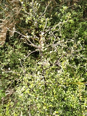 Corokia cotoneaster