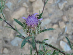 Atractylis cancellata