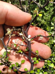 Corokia cotoneaster