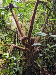 Sphaeropteris lepifera