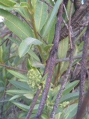 Ozoroa paniculosa