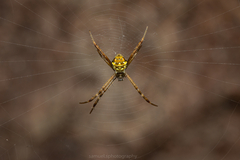 Argiope picta