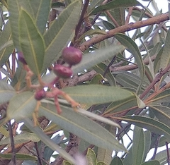 Ozoroa paniculosa
