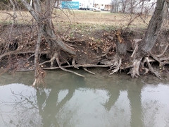 Castor canadensis