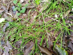 Arthropodium candidum