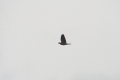 Patagioenas squamosa