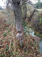 Castor canadensis