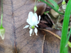 Arthropodium candidum
