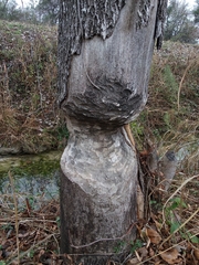 Castor canadensis