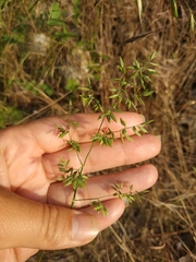 Poa compressa